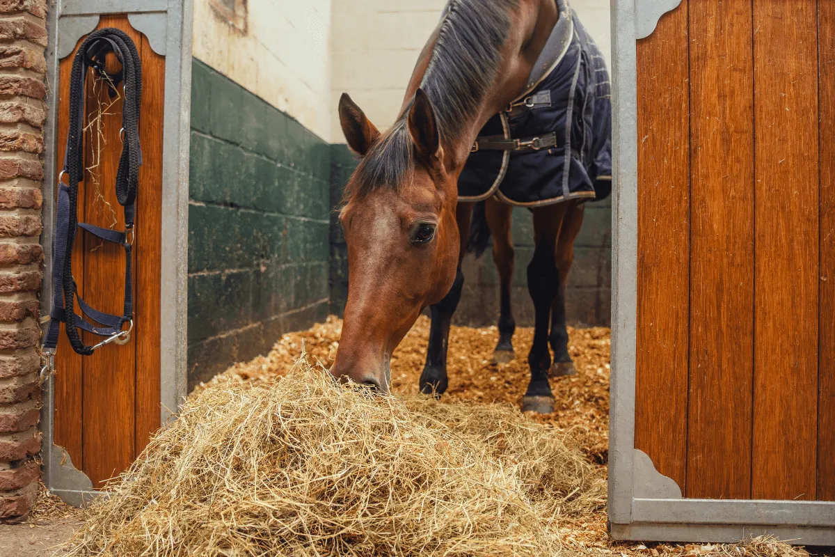 YOUR DAILY SCOOP OF HAPPINESS: THE POWER OF THE RIGHT NUTRITION FOR YOUR HORSE